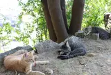 猫の細道