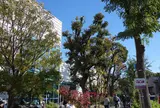 代官山 蔦屋書店(TSUTAYA)