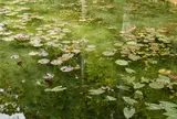 モネの池
