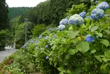 板取あじさいロード
