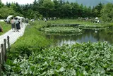箱根湿生花園