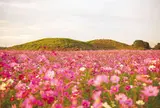 10月上旬〜中旬　井出二子山古墳　コスモス