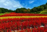 9月末〜10月初旬　国営武蔵丘陵森林公園　ケイトウ
