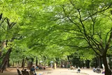 都立林試の森公園