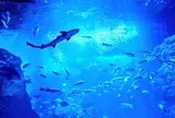 新江ノ島水族館