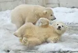 円山動物園