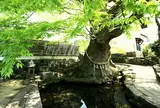 水源けやき