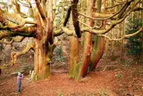 高森殿の杉
