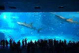 沖縄美ら海水族館