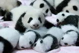 パンダ繁育研究基地