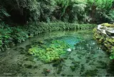 白川水源