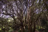 高森殿の杉