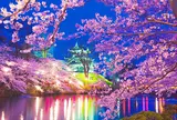 悠久山公園【桜の名所】