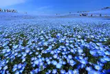 国営ひたち海浜公園