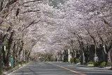 逗子ハイランド桜並木