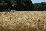 中間市