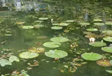 モネの池