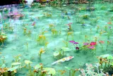 モネの池