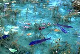 モネの池