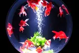 アートアクアリウム