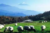 山梨県立まきば公園