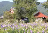 多宝寺の桔梗