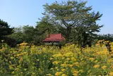 真性寺の女郎花