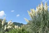 道光寺の尾花