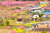 花桃の郷