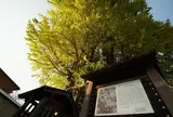 国神の大イチョウ