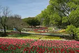 【花見スポット】万博記念公園