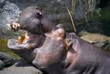 【定番】天王寺動物園