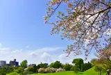 【花見スポット】水前寺成趣園