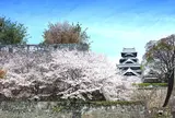 【花見スポット】熊本城