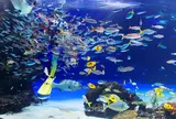 【池袋エリア】サンシャイン水族館