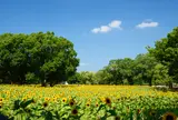 万博記念公園