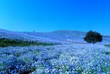 国営ひたち海浜公園