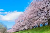 淀川河川公園背割堤地区