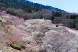筑波山梅林