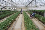 つくばねファーム