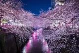 目黒川