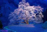 駒つなぎの桜