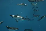 上越市立水族博物館 うみがたり（旧：上越市立水族博物館）