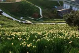 越前岬水仙ランド
