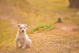 ティンカーベルこもの