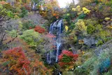 白滝