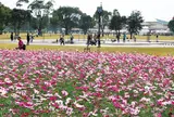 宮崎県農業科学公園ルピナスパーク
