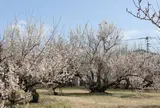 中央公園