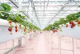 東京ストロベリーパーク（TOKYO STRAWBERRY PARK）