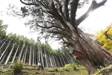 大久保のヒノキ
